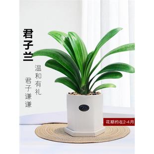 君子兰盆栽元宝君子兰开花植物室内自己常绿好养花卉观花植物