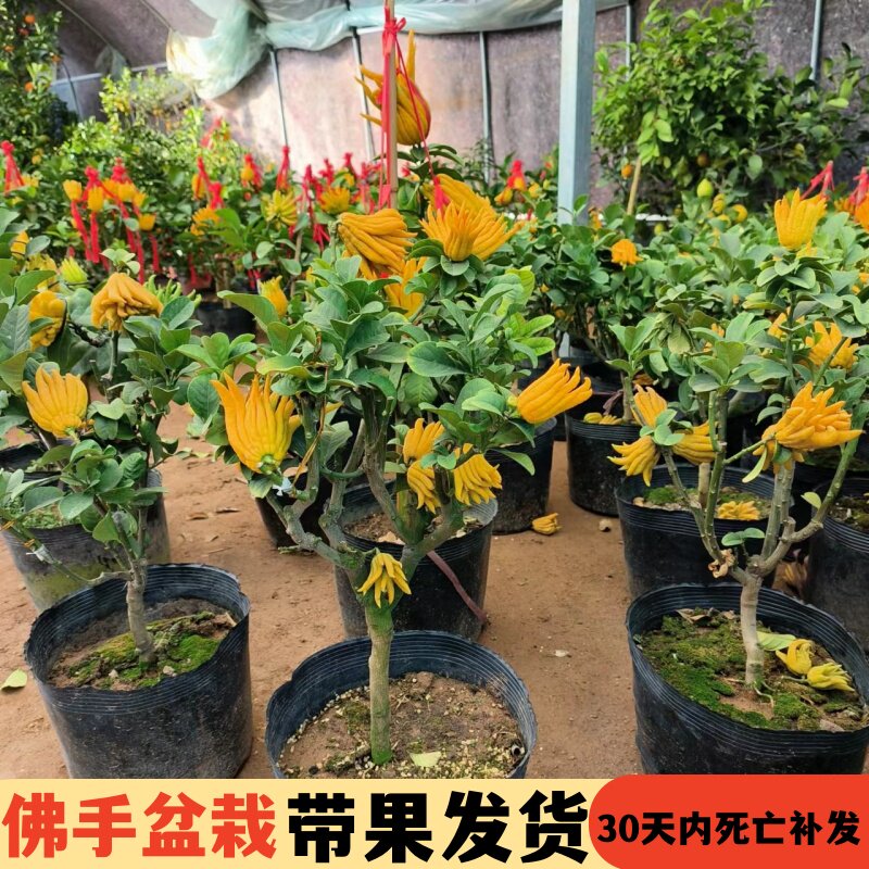 佛手树苗盆栽带果金华柑景