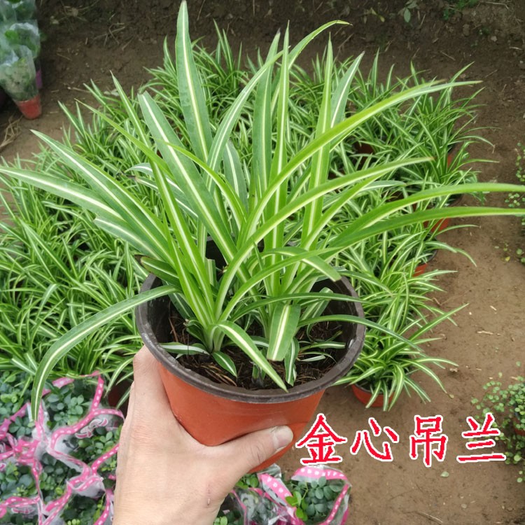 金鱼吊兰盆栽花苗千叶口红