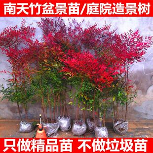 南天竹苗盆栽红天竹花苗火焰南天竹盆栽盆景绿化植物红叶树苗耐寒