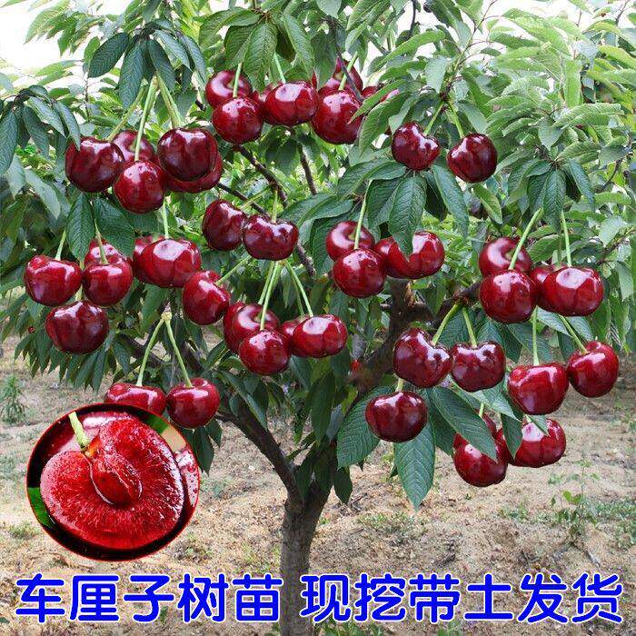 特大矮化嫁接樱桃树苗南北可栽