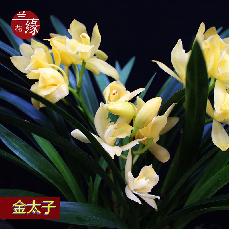 矮种浓香型兰花苗【金太子】四季兰建兰花盆栽室内花卉绿植好养