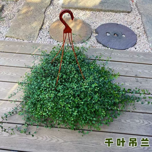 千叶吊兰盆栽观叶植物面包烘焙糕点装饰蛋糕点缀垂吊绿植四季常青