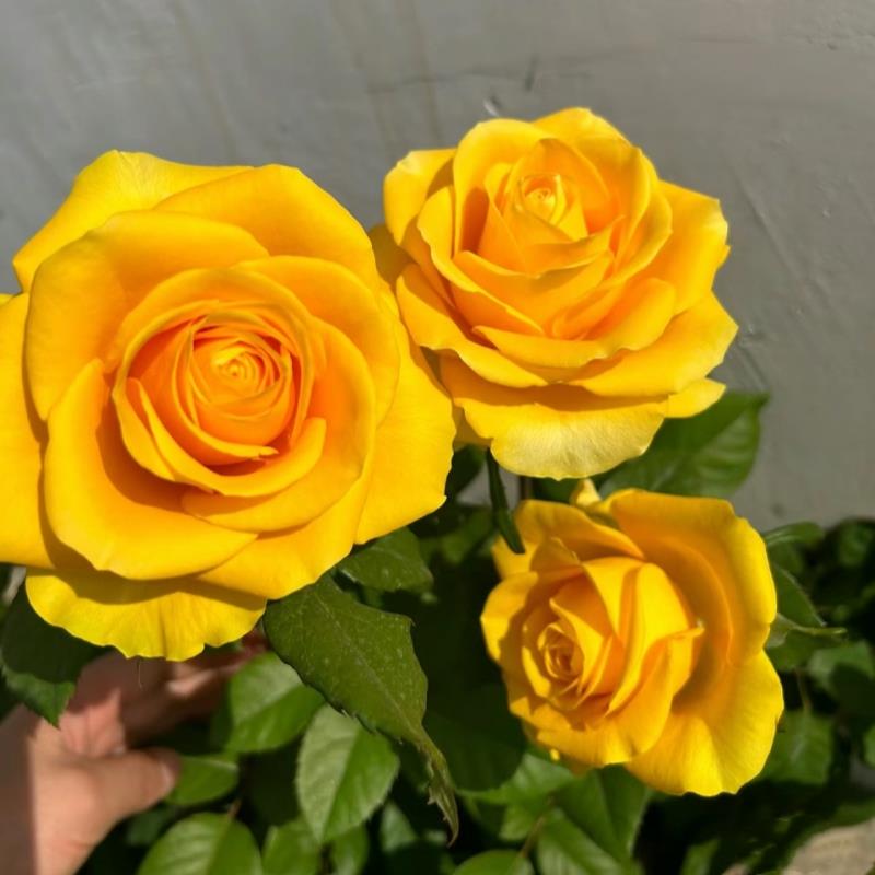 苏格兰黄油玫瑰花月季苗特