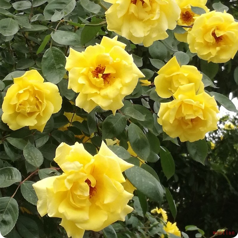 月季花苗黄和平大花国月品种盆栽四季观花绿植花卉浓香玫瑰花苗