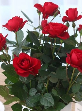 玫瑰花苗盆栽大红色老桩卡罗拉阳台庭院特大花浓香月季带花苞花卉