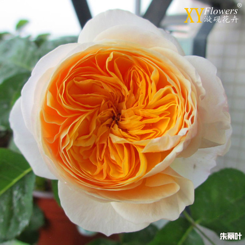 卓天花卉欧月朱丽叶切花月季扦插大花进口切勤花月季阳台庭院对版