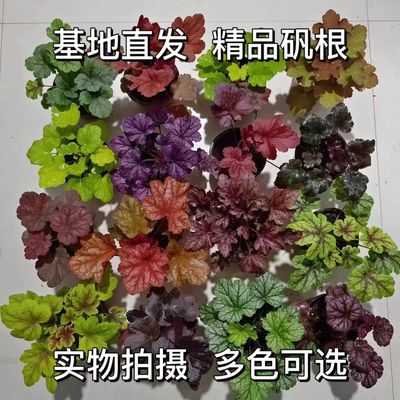 矾根四季常绿耐阴庭院耐寒植物