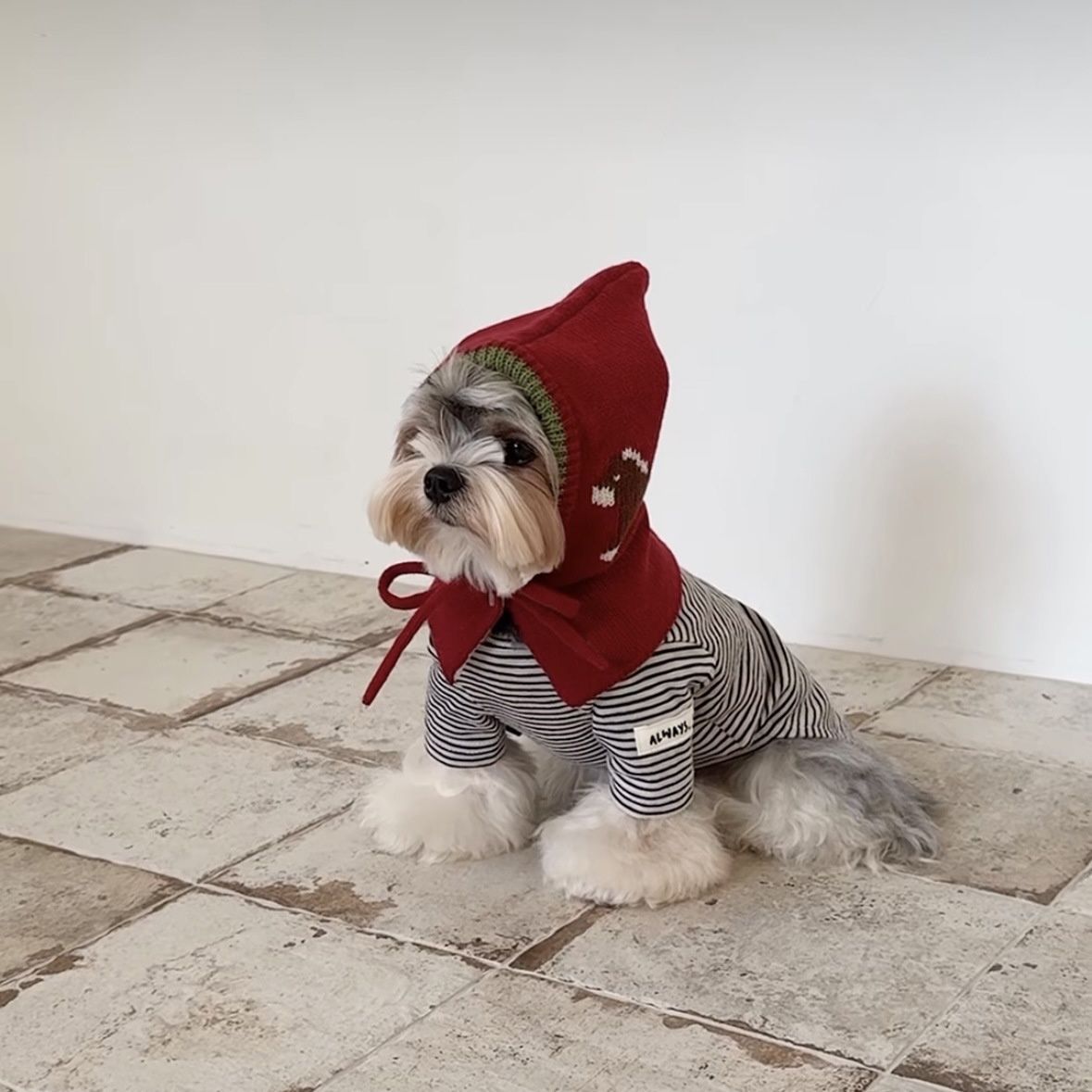 韩国ins｜秋冬狗狗帽子 宠物保暖套头针织毛线帽巫师帽小型犬装饰