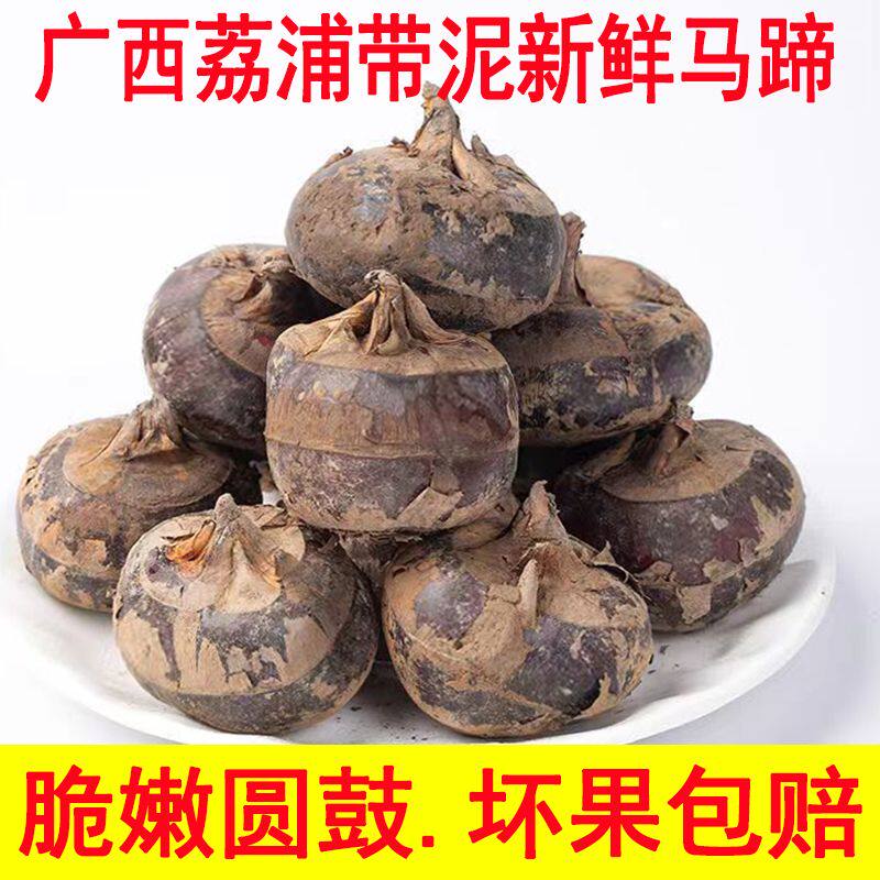 广西荔浦新鲜特大马蹄荸荠带泥现挖鲜马蹄地梨农家特产整箱
