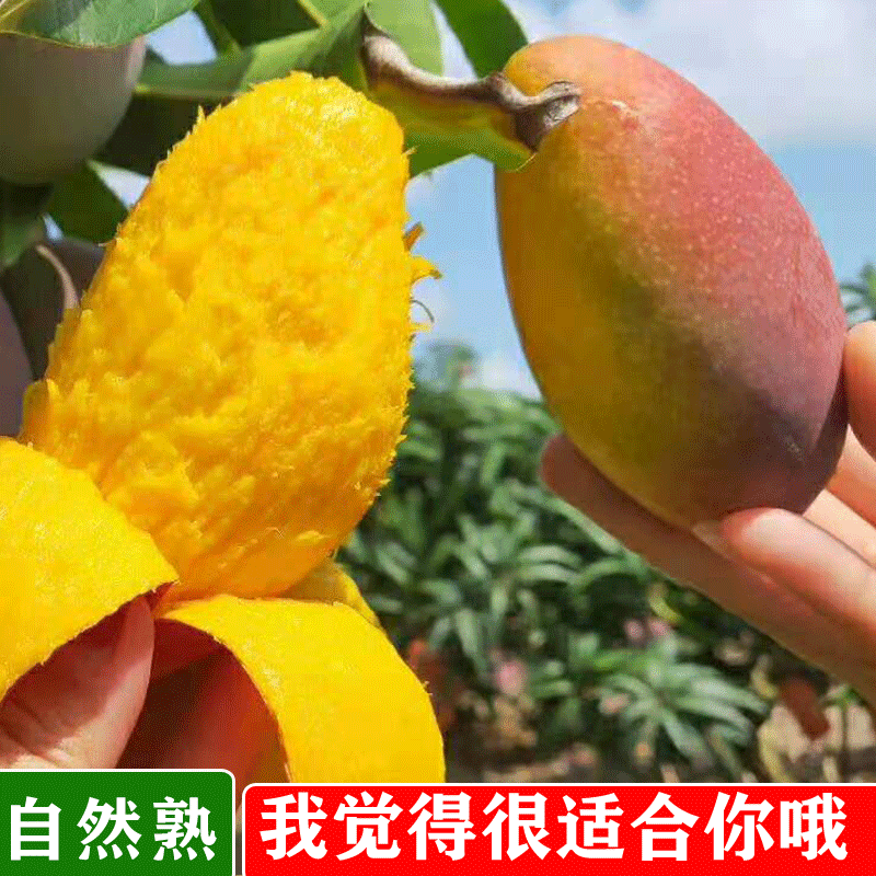 顺丰树上熟芒果海南三亚当季贵妃芒果新鲜水果成熟季节甜