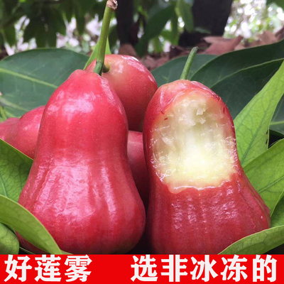 顺丰三亚新鲜大黑金刚莲雾甜脆