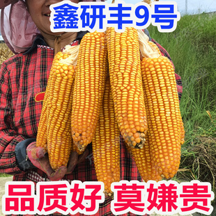 正品四川高产玉米种子贵州云南矮杆大棒深马齿重庆湖南湖北苞谷种