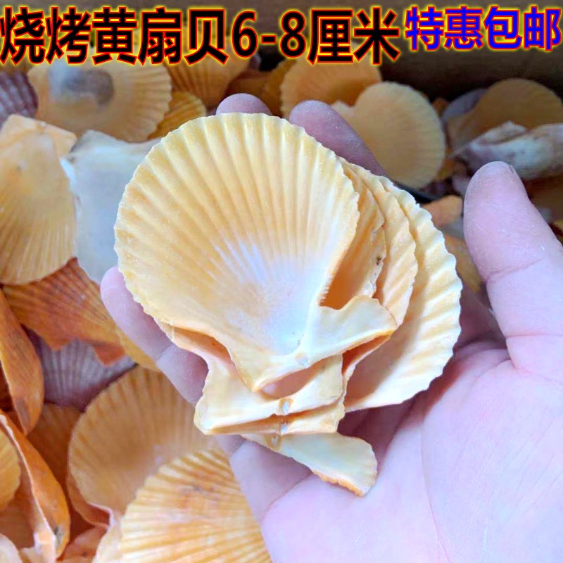 黄金贝扇贝壳烧烤用蒜蓉粉丝手工大小蒸夏威夷半壳大托盘贝壳包邮