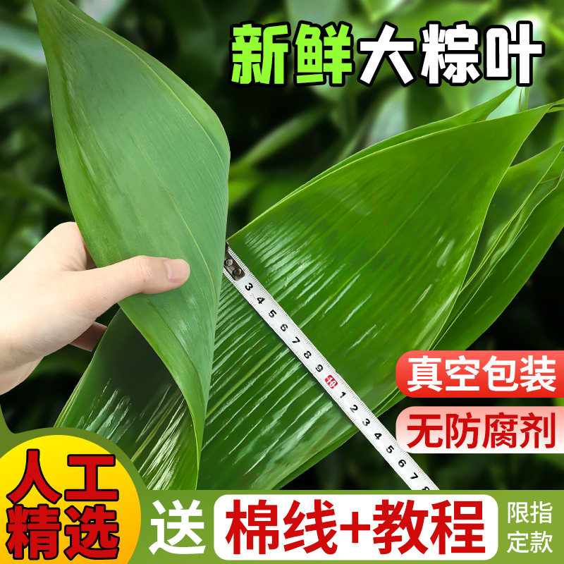 粽叶干大号粽子叶免邮新鲜新叶端午包棕子的叶子棕叶箬叶批发商用
