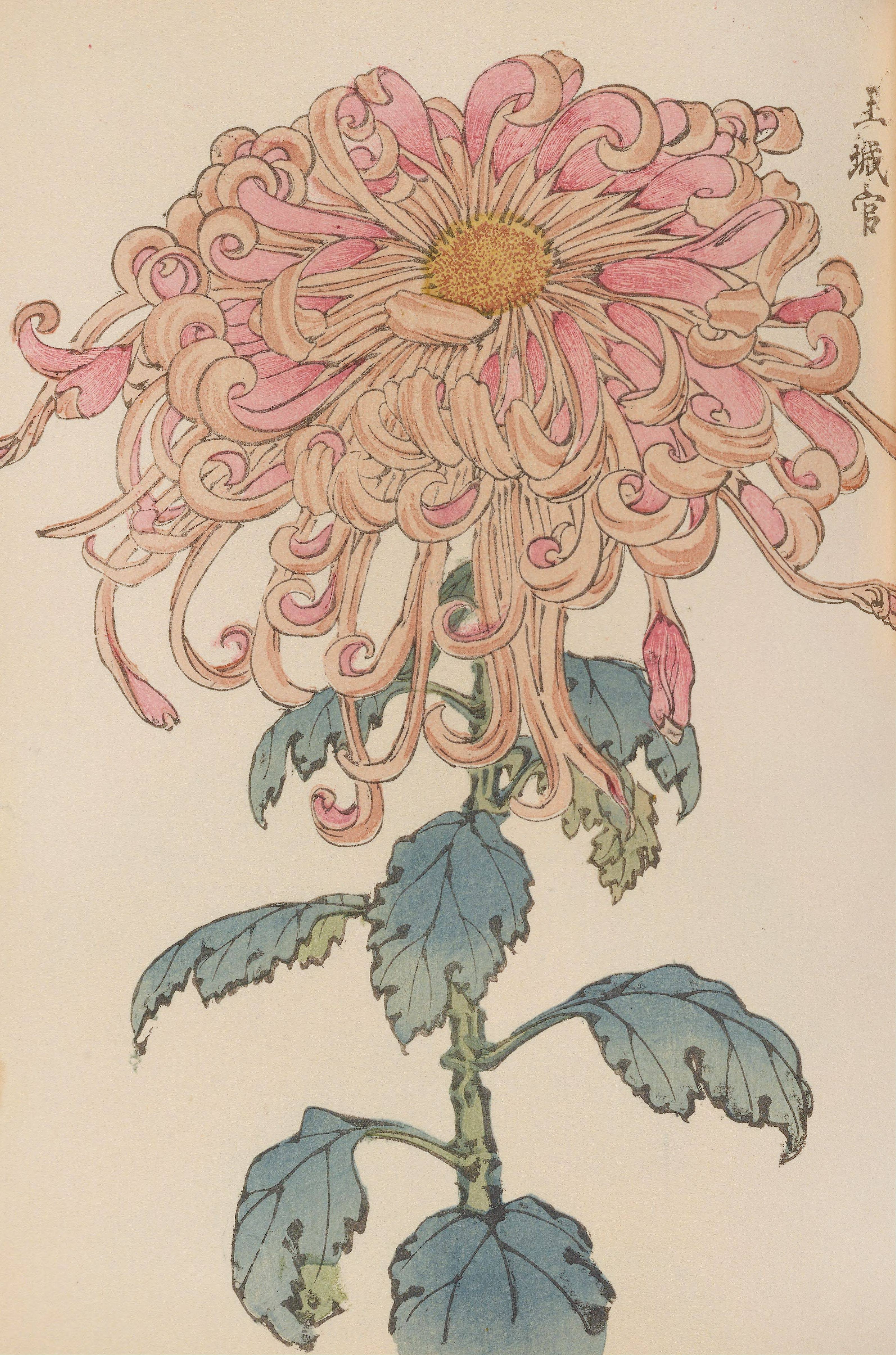 菊花雏菊秋菊花卉中式植物绘画工笔画手绘临摹参考图素材