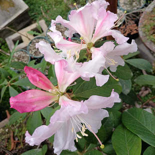 云南高山杜鹃百合杜鹃云上杜鹃基地直发可以吃的杜鹃花脱皮杜鹃