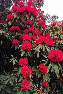 云南高山杜鹃马缨花乔木庭院花卉绿植盆栽大红马樱花苗木大树杜鹃