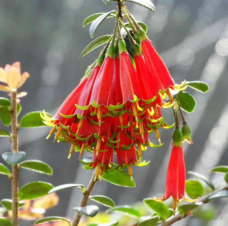 米叶红花五翅莓树萝卜盆景灯笼花盆栽红花五翅莓盆景老桩开花