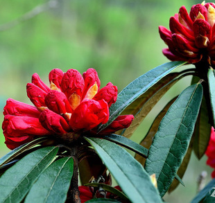 高山杜鹃马缨花大树杜鹃乔木花卉绿植大红花苗木原产地基地直发
