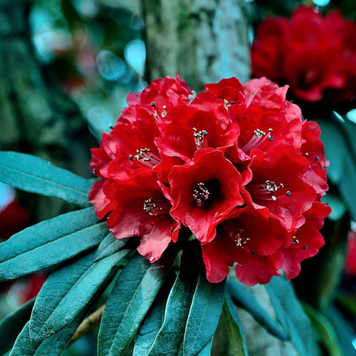 马缨花高山杜鹃庭院春季