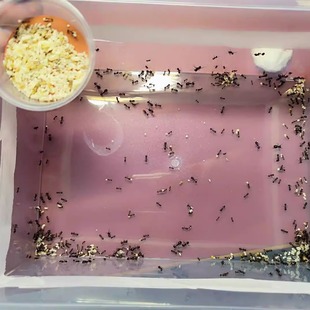 原生收获蚁蛹现货野蛮收获蚁纯蛹可合各种收获蚁新后拯救弱后孤后