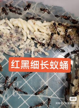 红黑细长蚁蛹猛蚁蛹蚂蚁蛹蚂蚁蛋纯蛹国产子弹蚁蛹