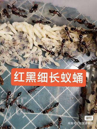 红黑细长蚁蛹猛蚁蛹蚂蚁蛹蚂蚁蛋纯蛹国产子弹蚁蛹