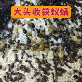 纯蛹包活 大头收获蚁蛹 大头蛹 可合收获蚁新后弱后孤后小群