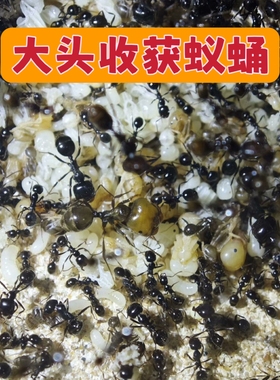 大头收获蚁蛹 大头蛹 纯蛹包活 可合收获蚁新后弱后孤后小群