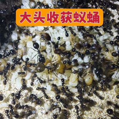 大头收获蚁蛹 大头蛹 纯蛹包活 可合收获蚁新后弱后孤后小群