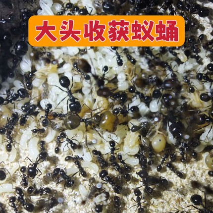 大头收获蚁蛹 大头蛹 纯蛹包活 可合收获蚁新后弱后孤后小群