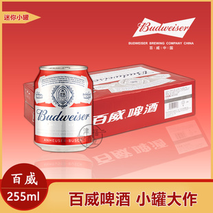 矮胖罐啤酒女生 255ml 6听小罐装 12听 Budweiser 百威啤酒mini罐装