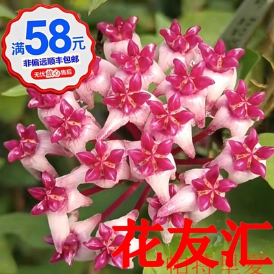 113-168琴叶波特布拉轩帕特里夏淡红波顿彭亨银元多种球兰小苗