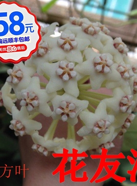 球兰枝条1-56号大方叶崖县天涯修斯科尔牧羊人绿叶锦阳台盆栽花卉