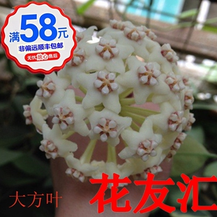 球兰枝条1 56号大方叶崖县天涯修斯科尔牧羊人绿叶锦阳台盆栽花卉