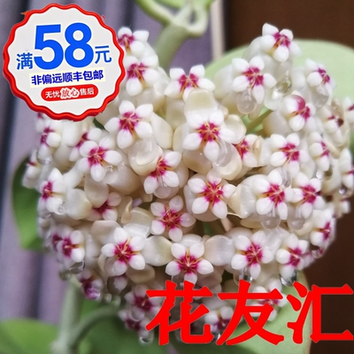 攀爬垂吊阳台扦插枝条花友汇球兰