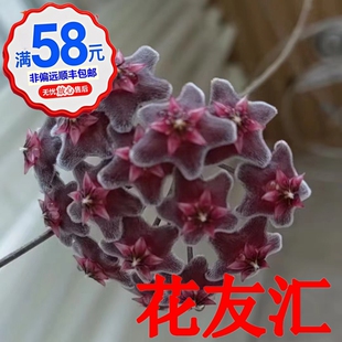210号球兰小苗黑巴顿玉桂豆瓣铃铛黄烧麦帕拉外锦石伦谷豆瓣 169