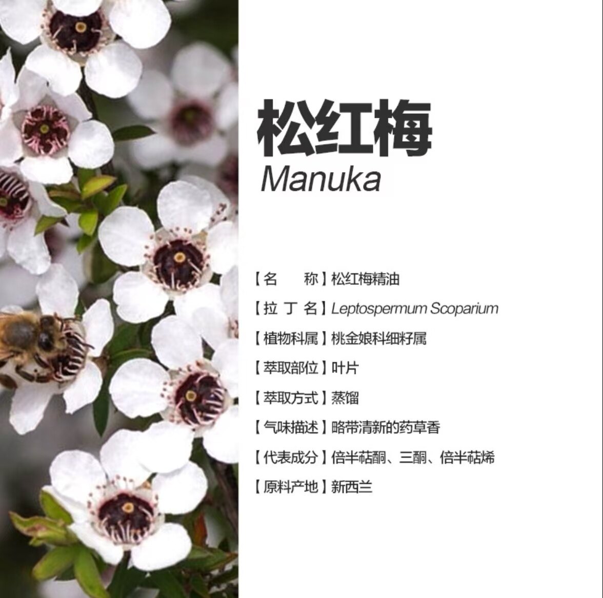 运费问题联系客服 新西兰有机松红梅精油5ml 高三酮