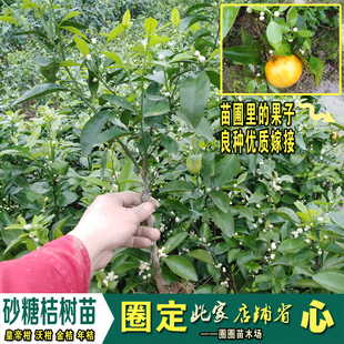 沙糖桔树苗皇帝桔树苗无核沃柑金桔四季桔树苗带泥杯带叶发货包邮
