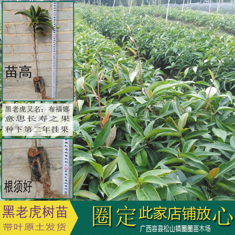 黑老虎树苗带土 布福娜树苗 四季爬藤带土带叶观赏盆栽南北方可种