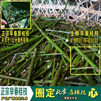 食用野生500g桂皮包邮