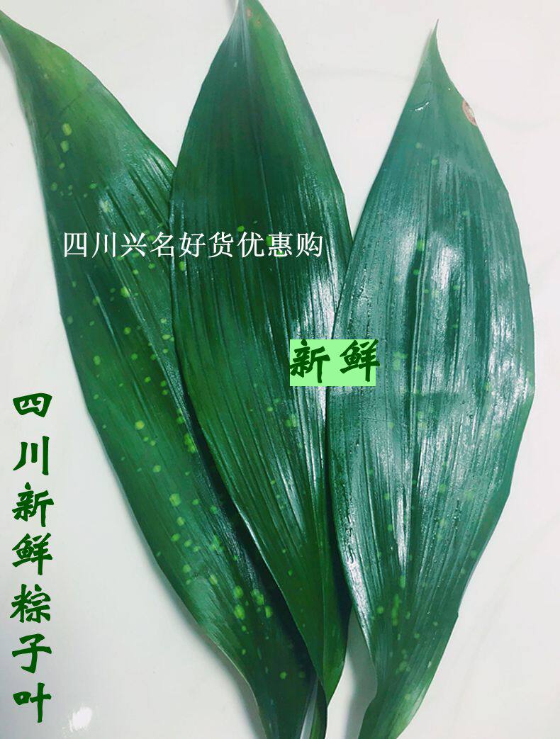 新鲜现摘粽子叶20张四川乐山犍为宜宾特产聊叶端午芦苇叶箬叶包邮