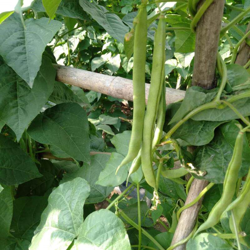 四川本地农家自种新鲜四季豆扁豆角豆荚现摘现发5斤包邮