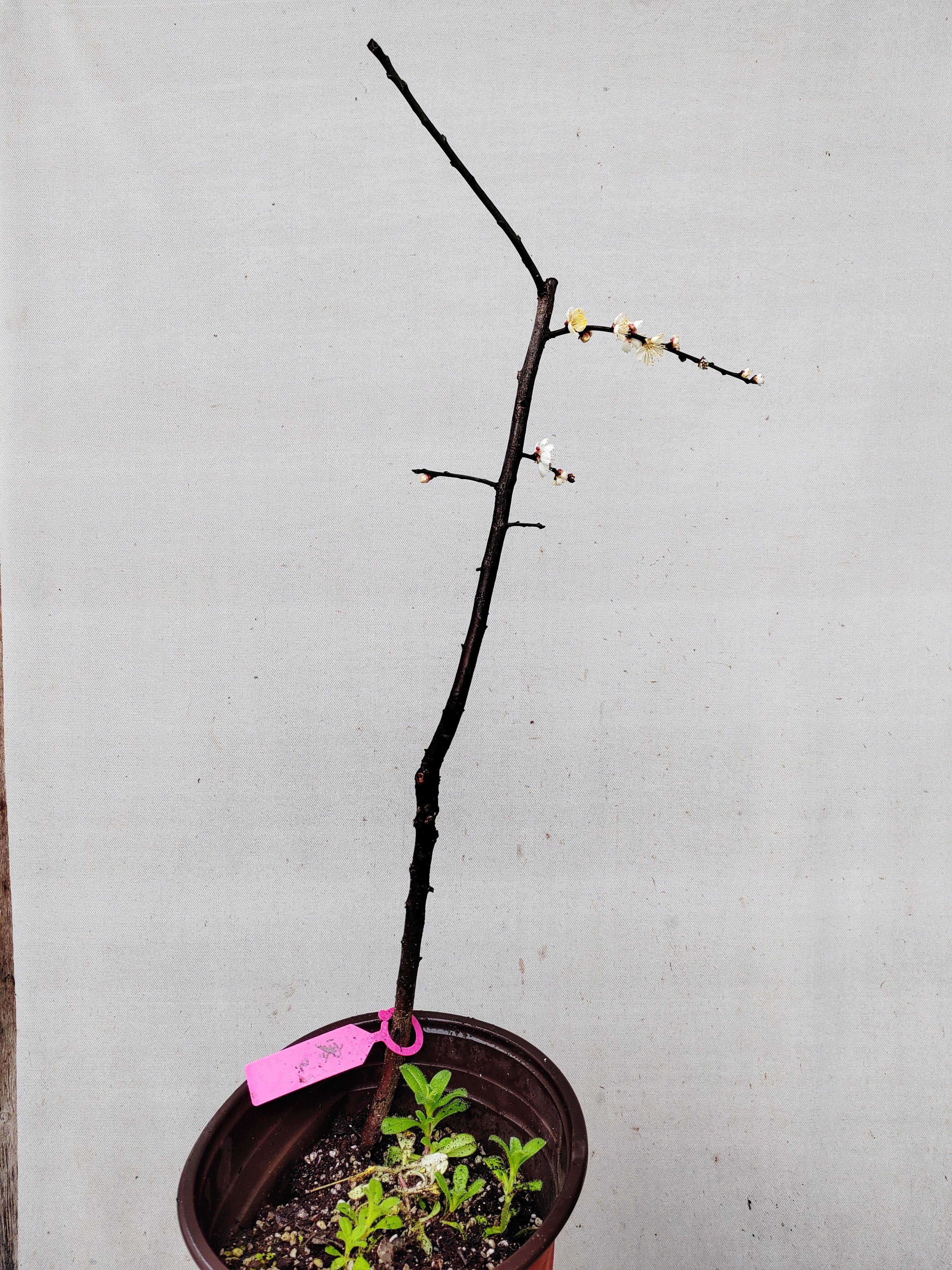 【新品】2原生寒影垂枝江梅垂枝梅花扦插三年苗盆栽熟桩一物一拍