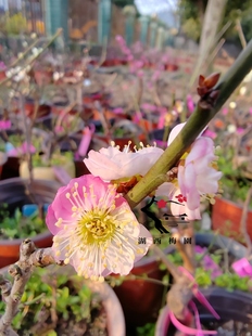 【湖西梅园】原生复瓣跳枝梅花扦插四年老桩盆栽熟桩