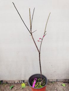 【湖西梅园.新品】1原生红艳宫粉梅花扦插两年苗盆栽熟桩一物一拍