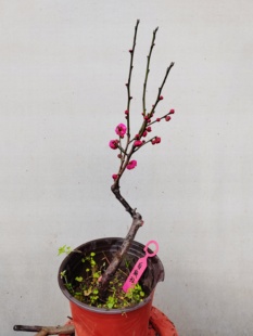 【湖西梅园】32原生白须朱砂梅花扦插五年老桩熟桩精品一物一拍