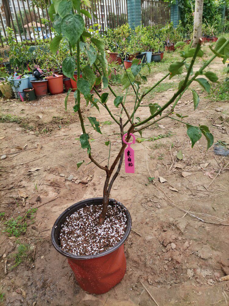 【湖西梅园】102原生素白台阁梅花扦插三年精品自然成型一物一拍