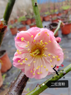 【湖西梅园】原生二红宫粉梅花扦插五年老桩盆养熟桩